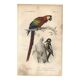 Antique engraving 1849 - Macaw by E. Travies - Vintage parrot lithograph