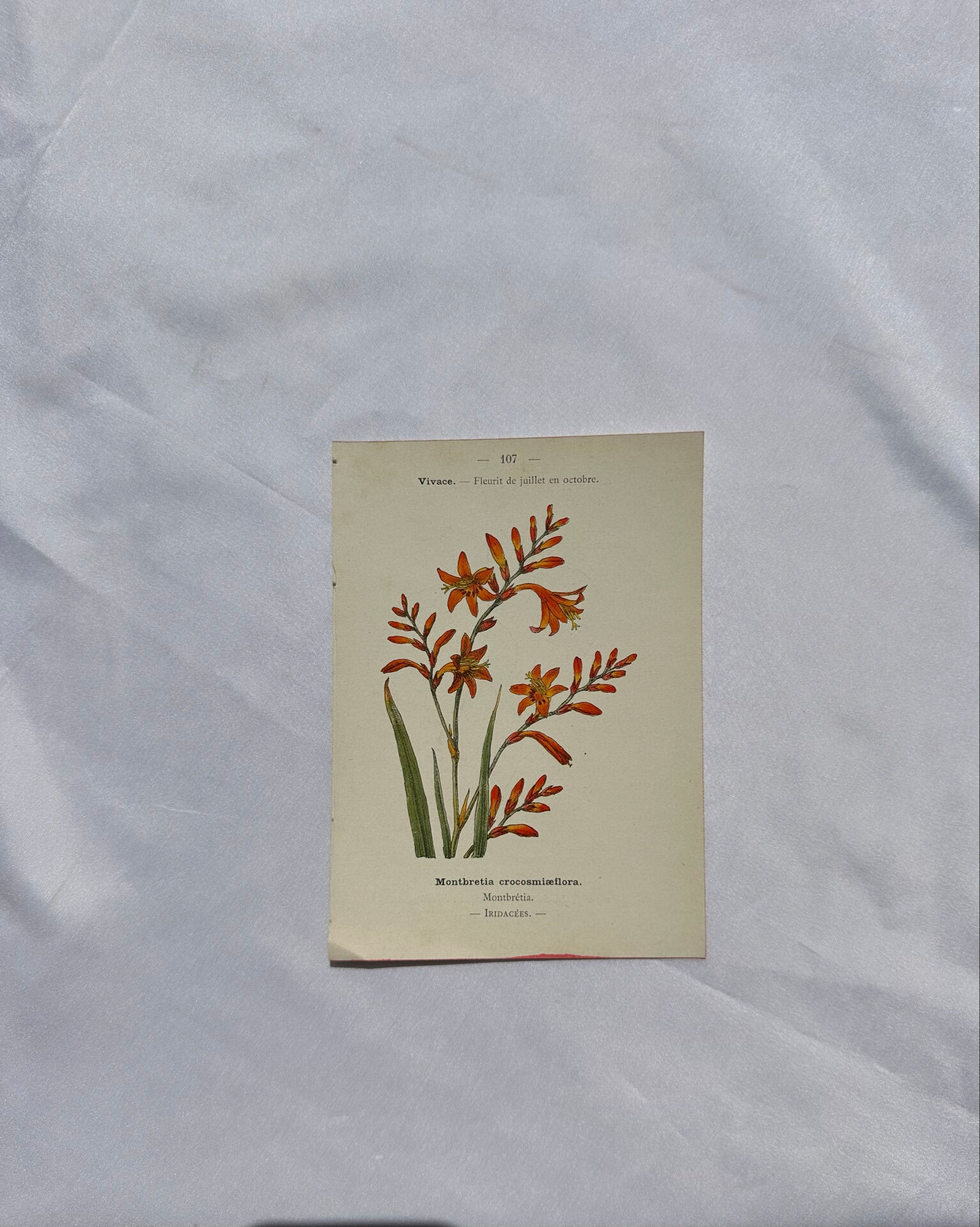 🌿 Botanical Plate Old Naturalist Engraving 19th Century Double-Sided A