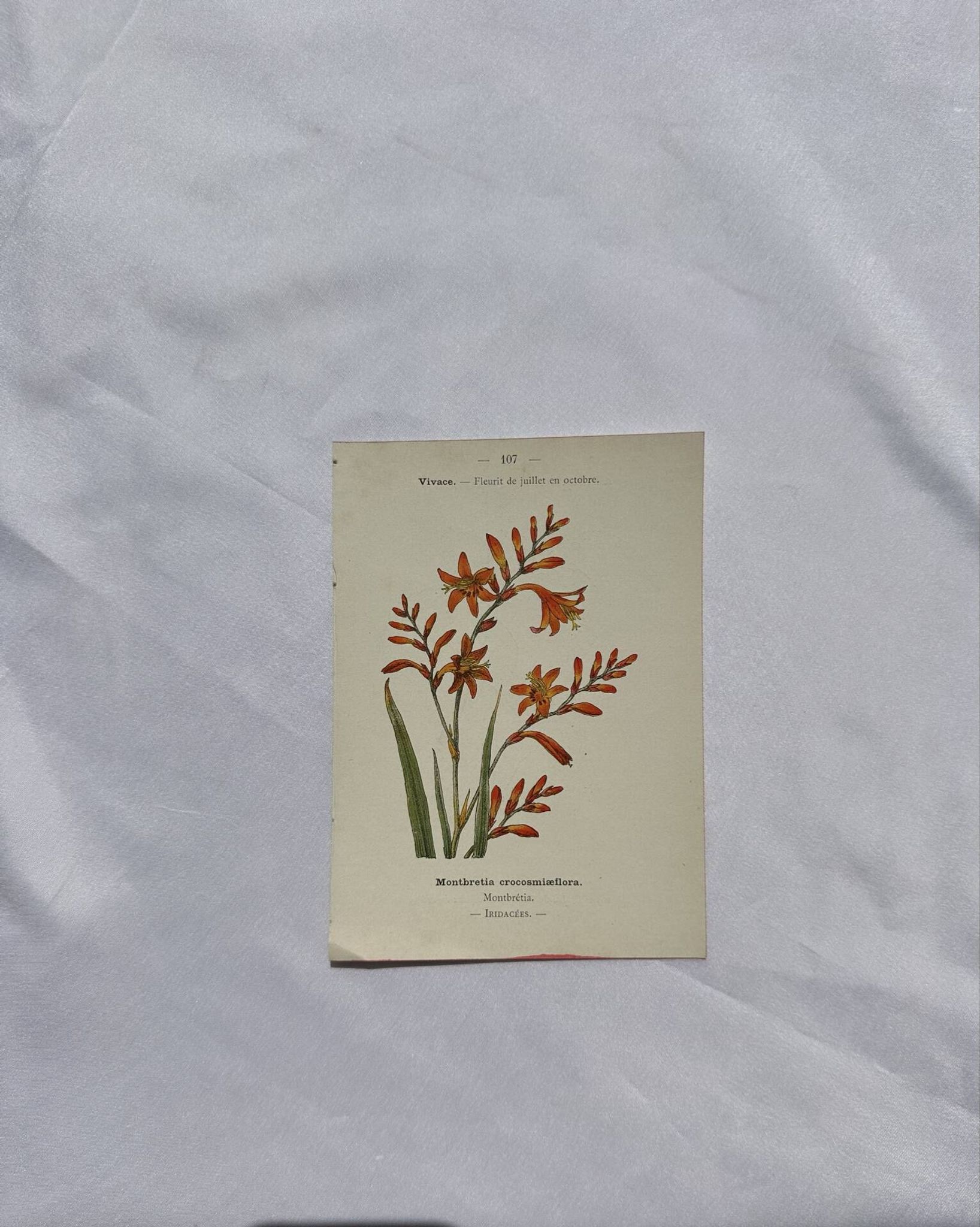 🌿 Botanical Plate Old Naturalist Engraving 19th Century Double-Sided A
