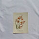 🌿 Botanical Plate Old Naturalist Engraving 19th Century Double-Sided A