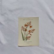 🌿 Botanical Plate Old Naturalist Engraving 19th Century Double-Sided A