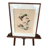 Lithograph, subject: the duck