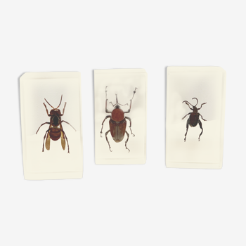 Trio d’insectes sous inclusion de résine N°2