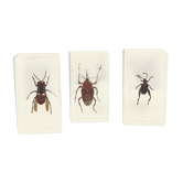 Trio of insects under inclusion of resin N ° 2