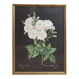 Lithograph - botanical plate "Rose of Philippe Noisette" by PJ Redouté