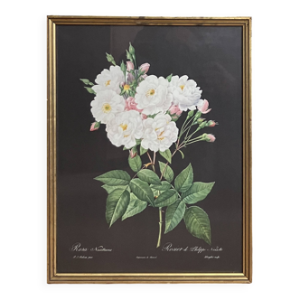 Lithograph - botanical plate "Rose of Philippe Noisette" by PJ Redouté