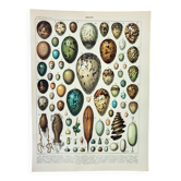 Gravure ancienne 1898, Œufs, oiseaux, animaux, zoologie • Lithographie, Planche originale