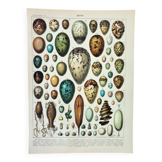 Old engraving 1898, Eggs, birds, animals, zoology • Lithograph, Original plate