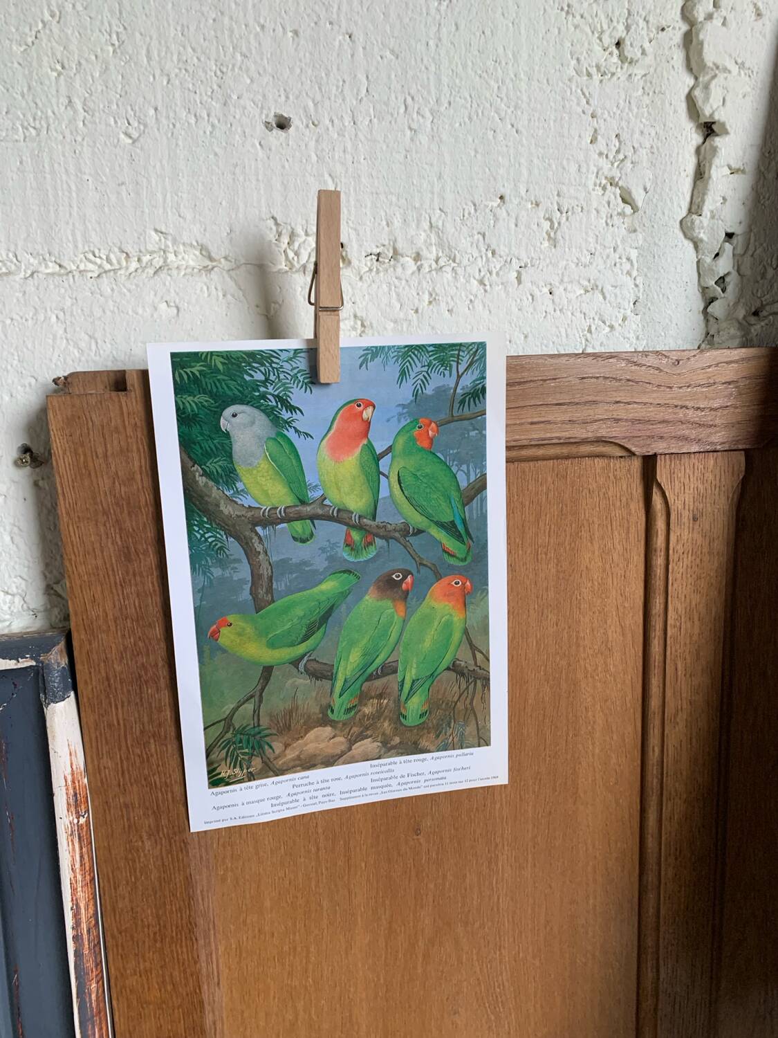 Poster "The Birds of the World" - 1969