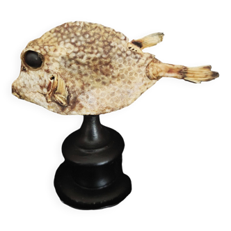Cabinet de Curiosités poisson coffre zinga lactophrys bicaudalis sur socle