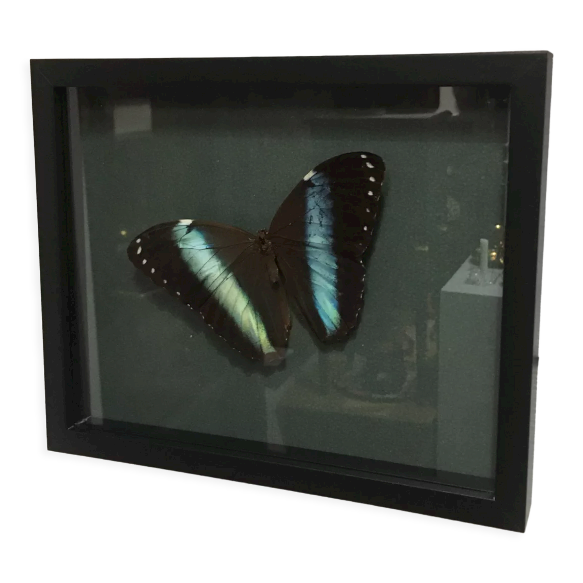 Naturalized butterfly frame