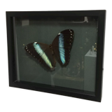Naturalized butterfly frame