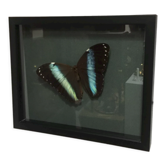 Naturalized butterfly frame