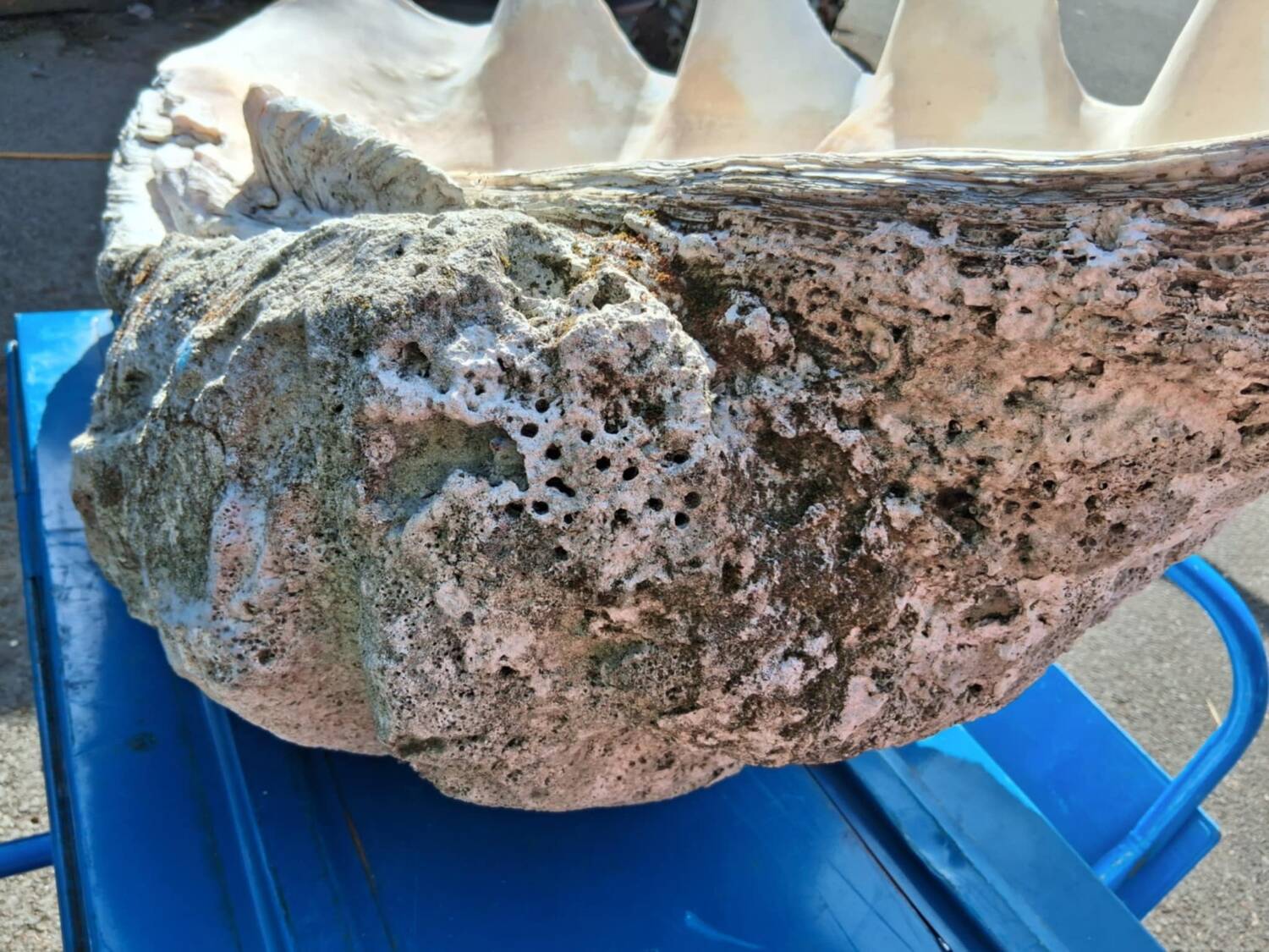 Tridacna shell (86 cm) – on base – rare and decorative