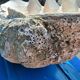 Tridacna shell (86 cm) – on base – rare and decorative