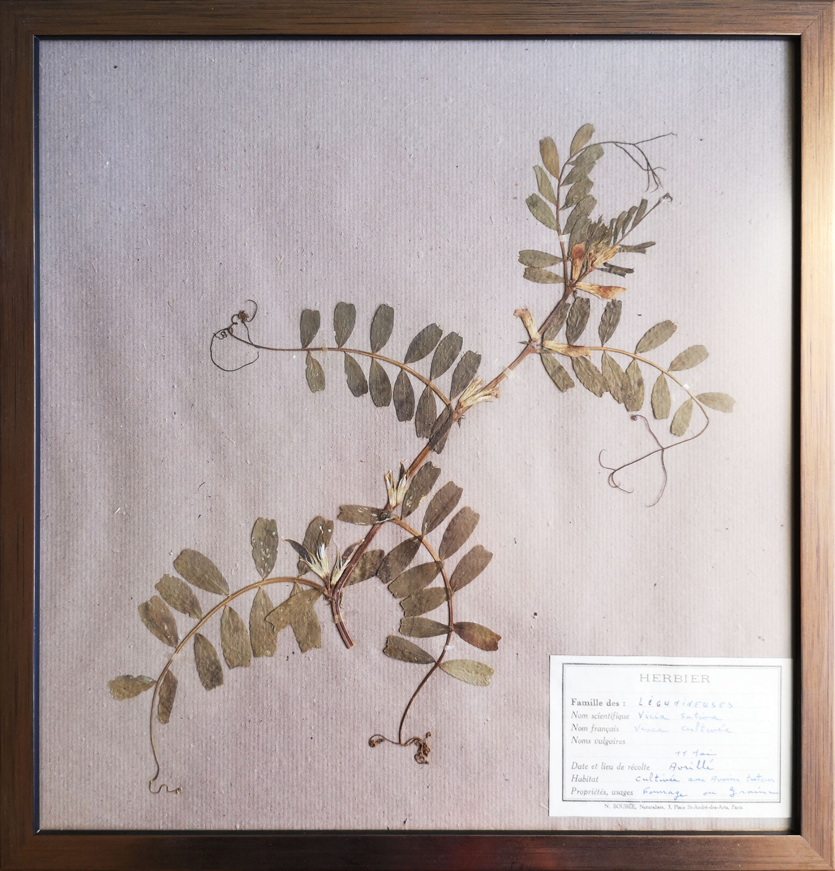 Framed vintage herbariums, decoration, copper frame