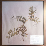 Framed vintage herbariums, decoration, copper frame