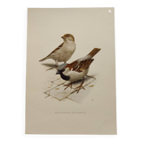 Planche oiseaux Années 60 - Moineau Domestique - Illustration animal vintage