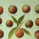 Planche botanique -1921- Dessertenne - Pèche - Illustration fruit pomologie