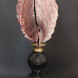 Cabinet de Curiosités coquillage nodipecten subnodosus sur socle