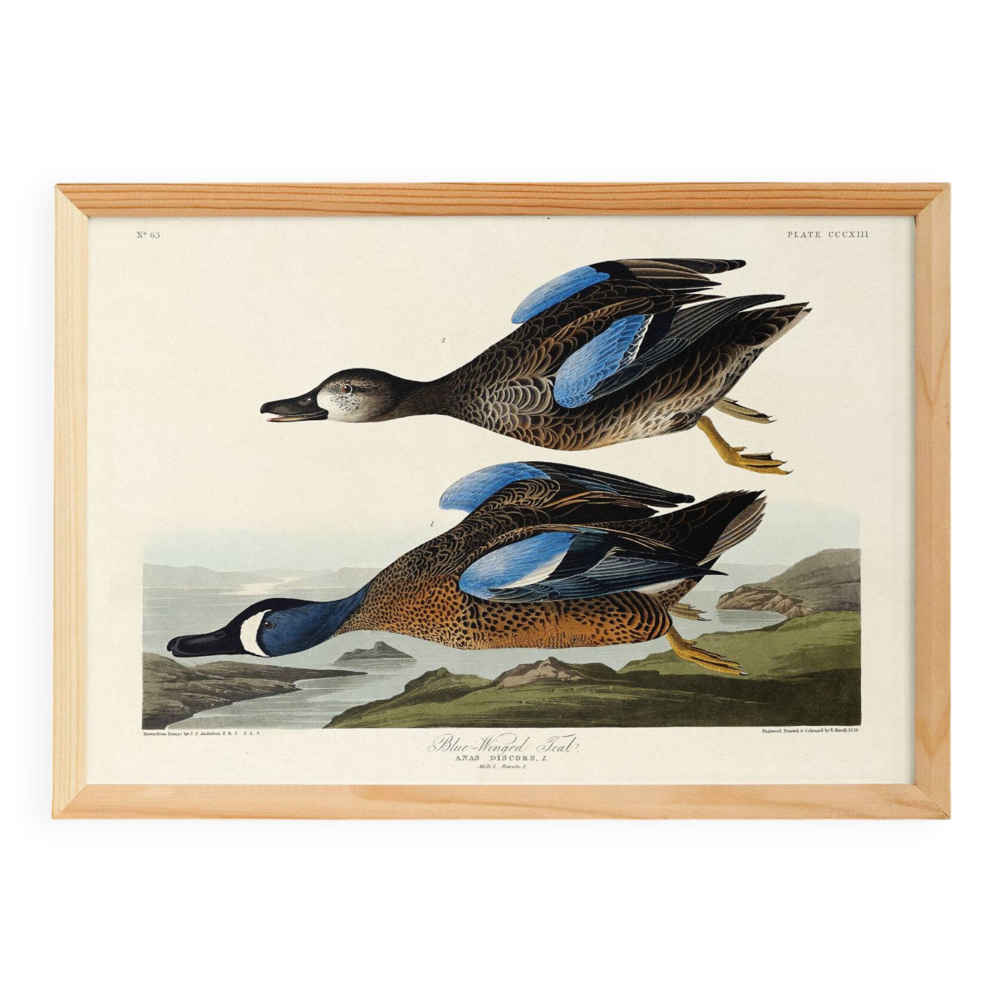 Poster of the Blue-winged Teal, after an old engraving