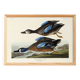 Poster of the Blue-winged Teal, after an old engraving
