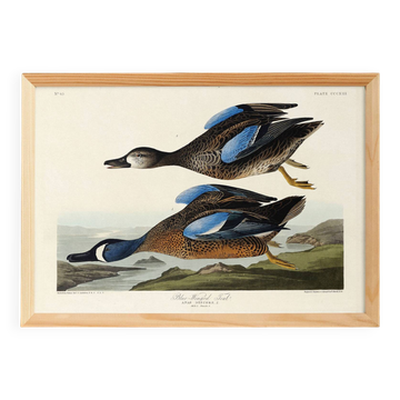 Affiche sur la Sarcelle à ailes bleues, d’après une gravure ancienne