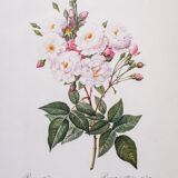 Pair ge lithographs after Redouté