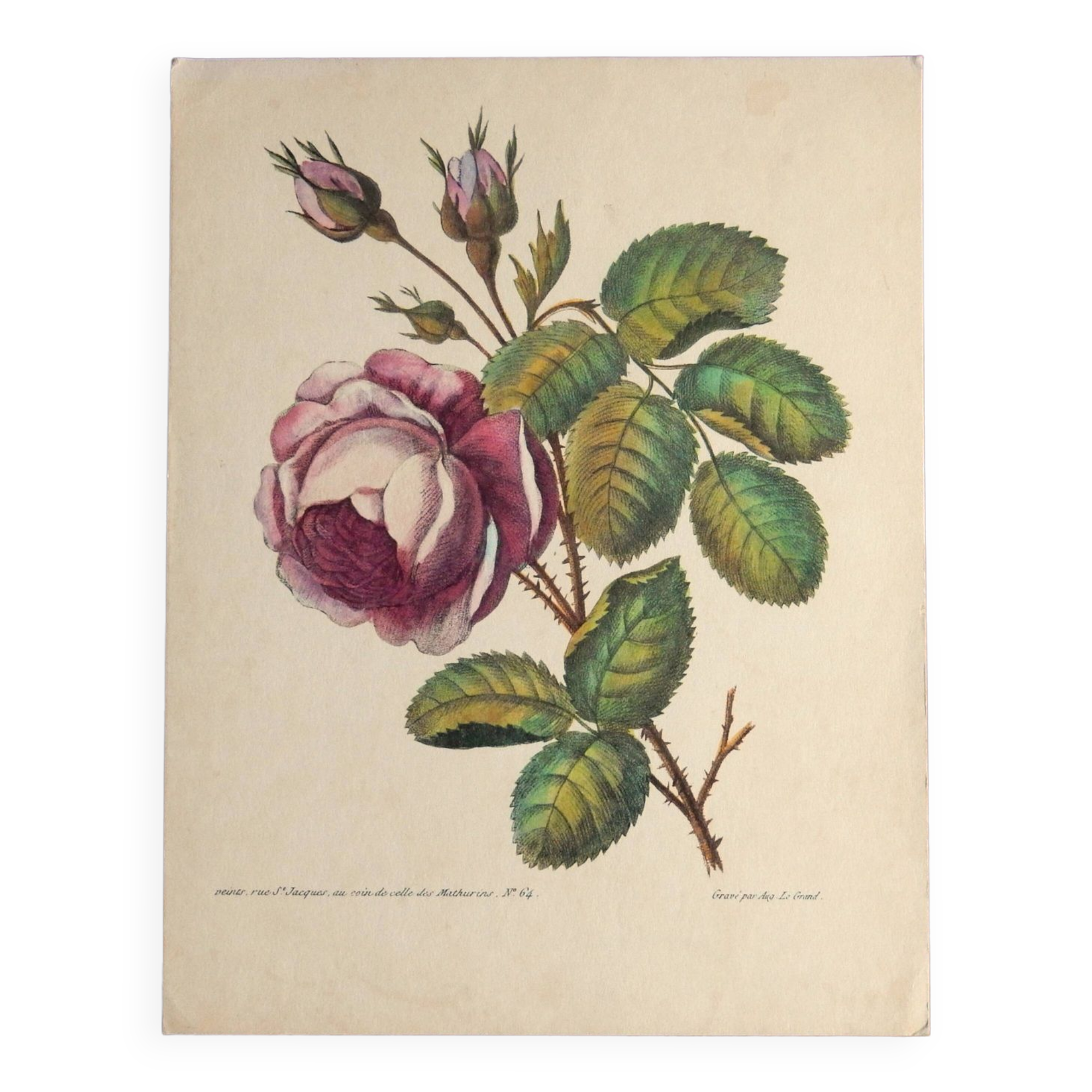 Ancienne planche botanique de rose vintage années 60