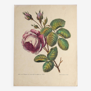 Old botanical plate of vintage roses from the 60s