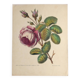 Ancienne planche botanique de rose vintage années 60