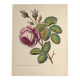 Ancienne planche botanique de rose vintage années 60