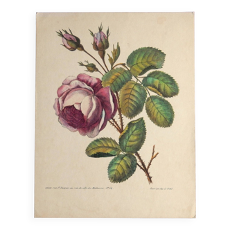 Old botanical plate of vintage roses from the 60s