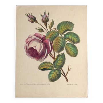 Ancienne planche botanique de rose vintage années 60