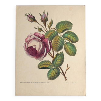 Ancienne planche botanique de rose vintage années 60