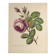 Ancienne planche botanique de rose vintage années 60