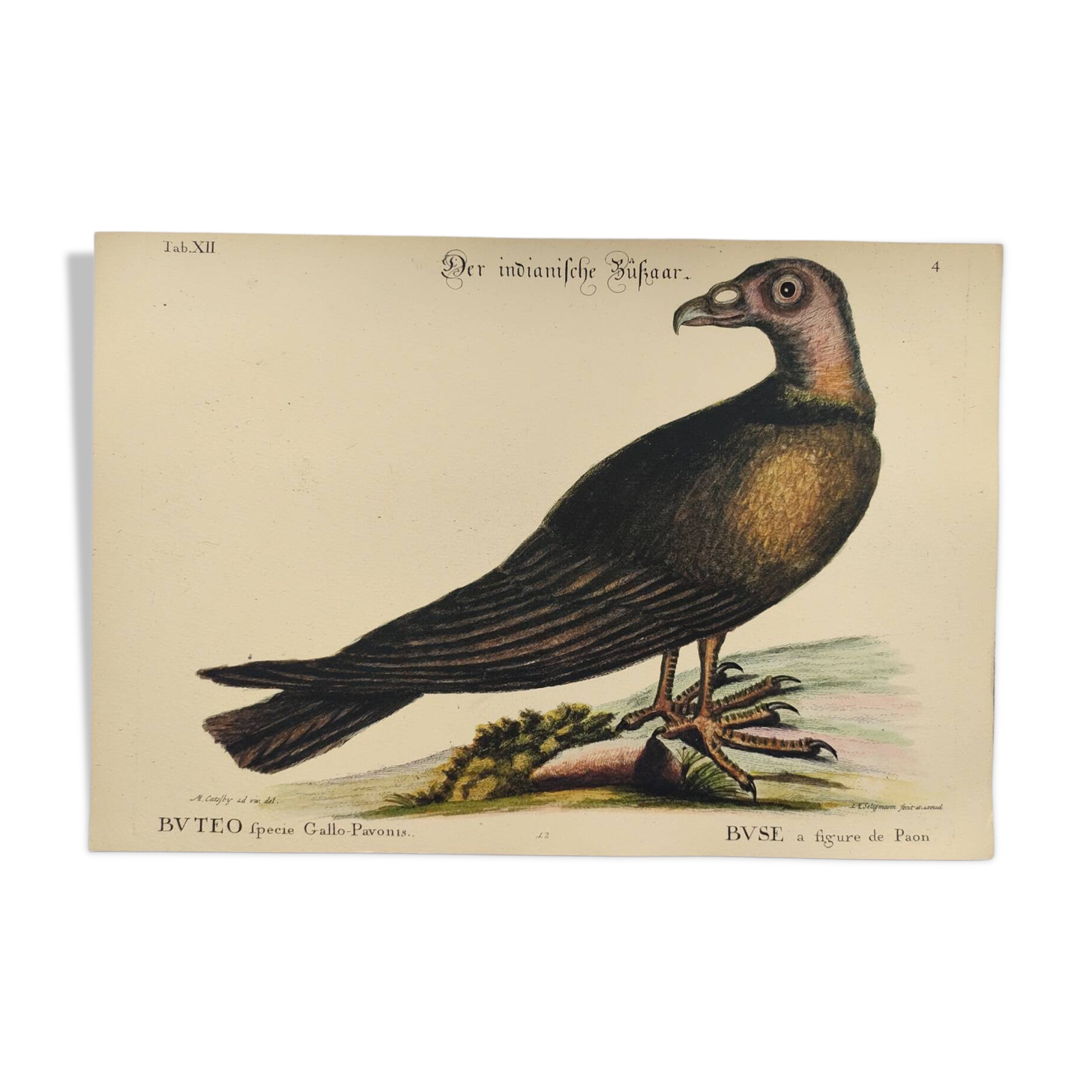Illustration from 1973 - Peafowl Buzzard - Bird fauna plate
