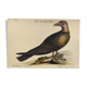 Illustration from 1973 - Peafowl Buzzard - Bird fauna plate