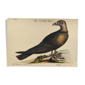 Illustration de 1973 - Buse à figure de Paon  - Planche oiseaux faune