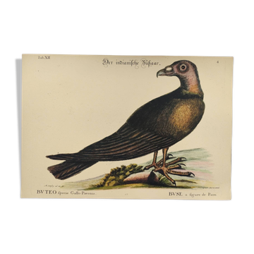 Illustration de 1973 - Buse à figure de Paon  - Planche oiseaux faune