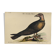 Illustration from 1973 - Peafowl Buzzard - Bird fauna plate