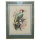 Ornithological watercolour painting signed M Shermorne kingfisher.