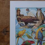 Original lithographs of birds and nests