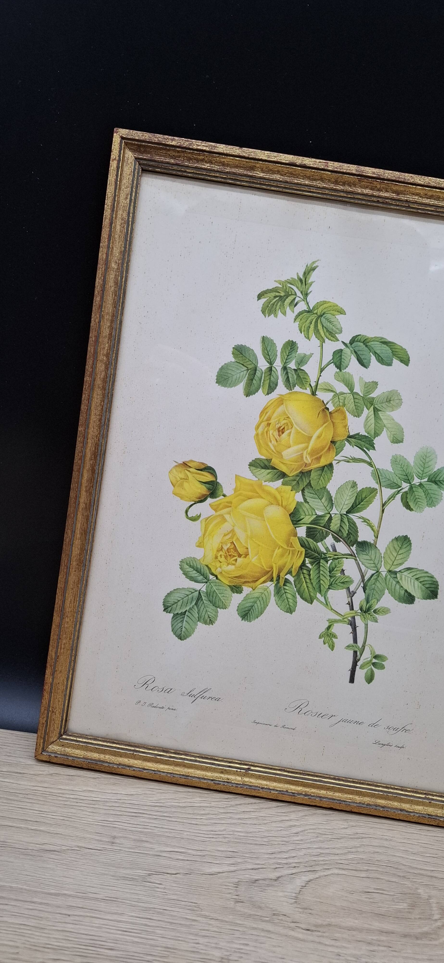 Botanical lithograph Yellow Sulphur Rose PJ Redouté