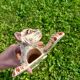 Bouquetieres Zoomorphes Chats Desvres peints Mains