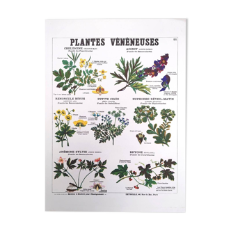 Deyrolle poster, Poisonous Plants. No. 51