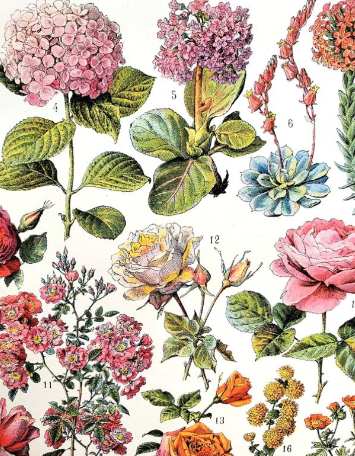 Ancient botanical board 20s rosaceae