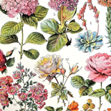 Ancient botanical board 20s rosaceae