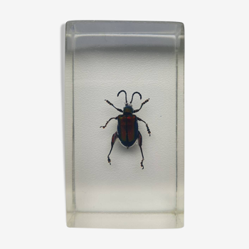 Insect inclusion resin SAGRINE BEETLE FROG OF LAOS Curiosity - No. 10