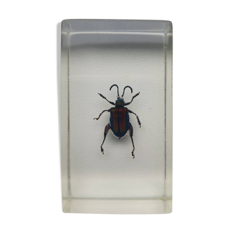 Insect inclusion resin SAGRINE BEETLE FROG OF LAOS Curiosity - No. 10